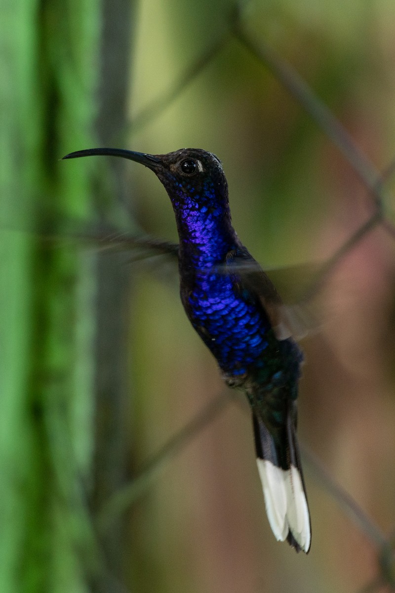 Colibrí Morado - ML118112461