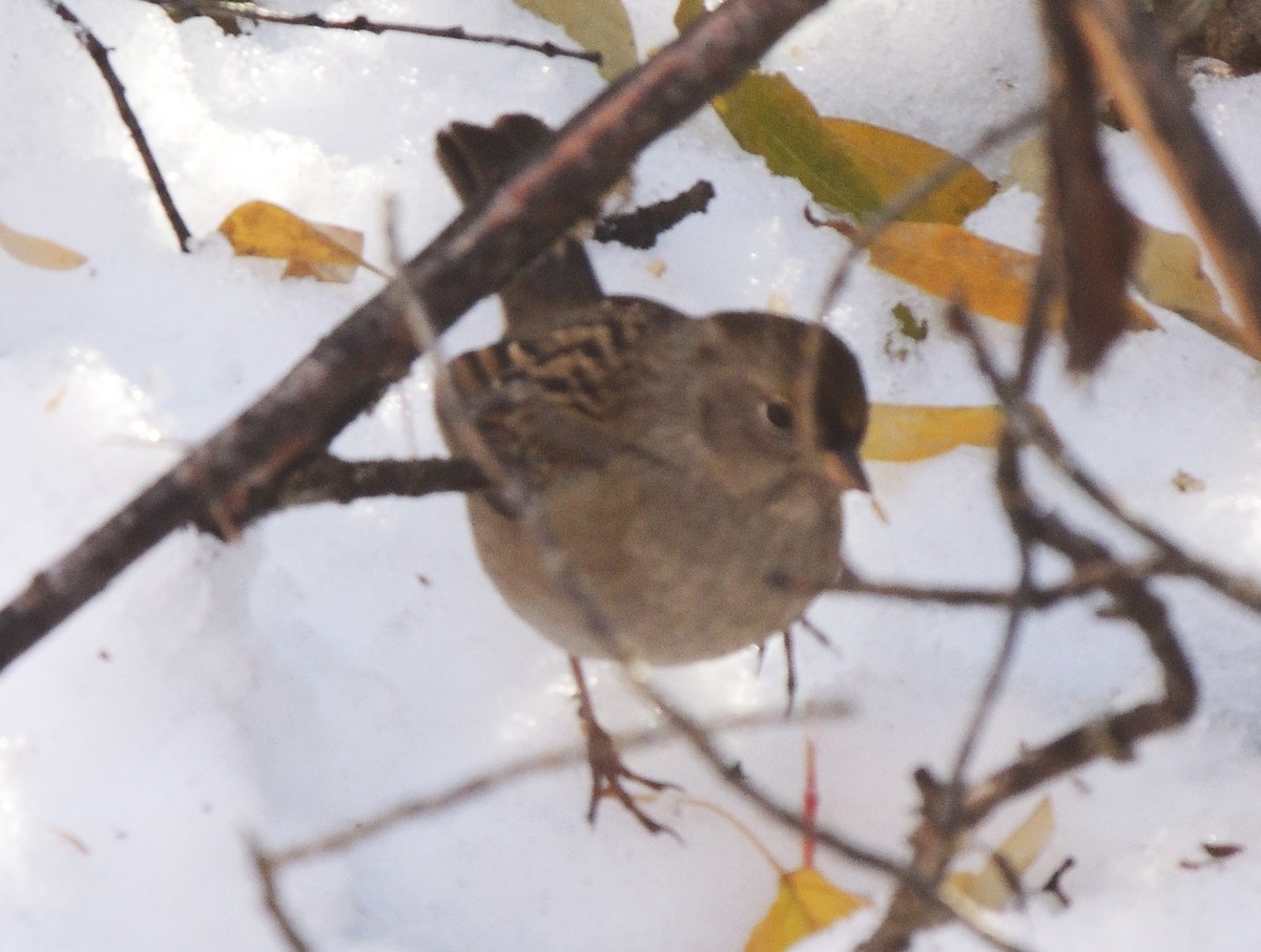 Golden-crowned Sparrow - ML118112581