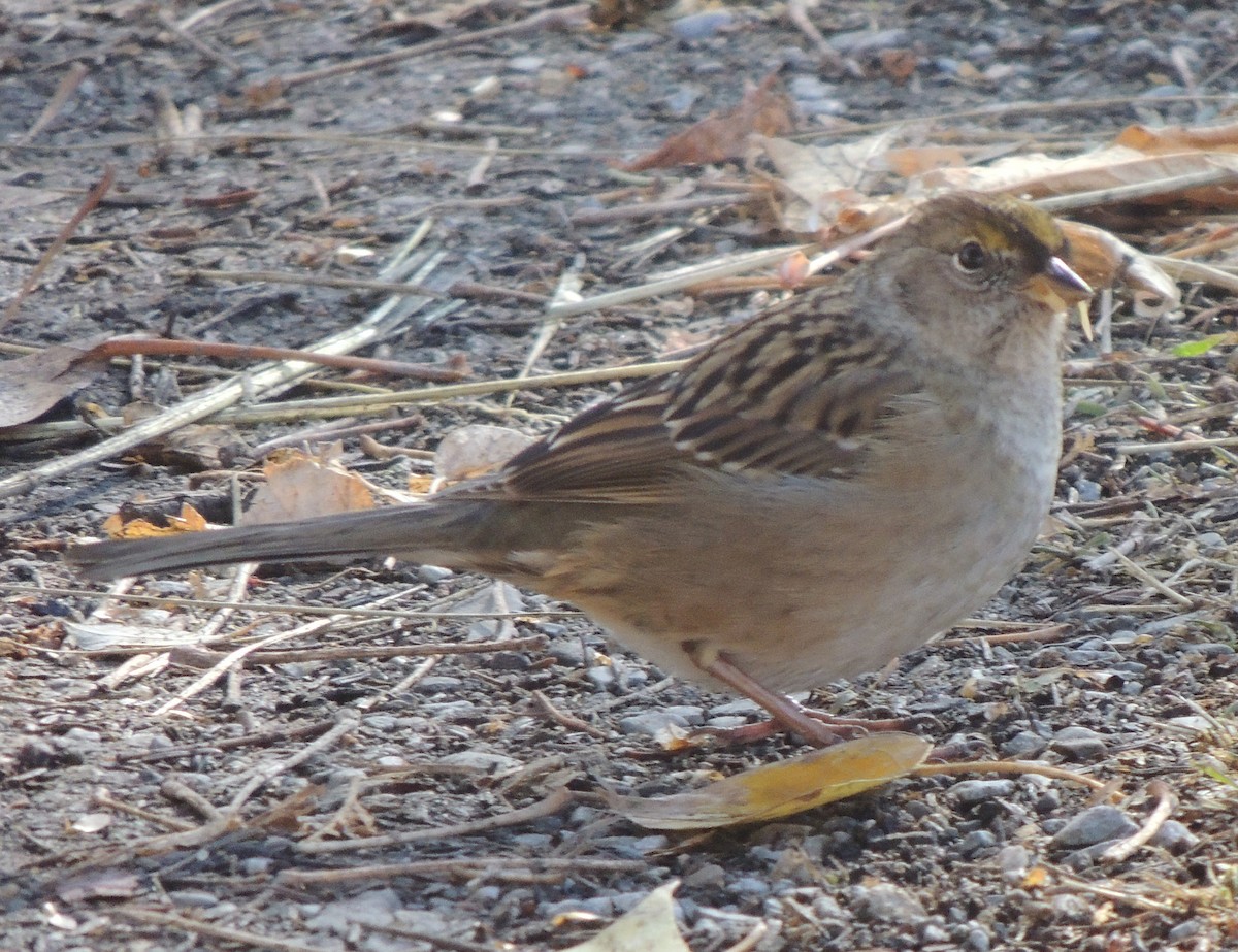 Golden-crowned Sparrow - ML118112591