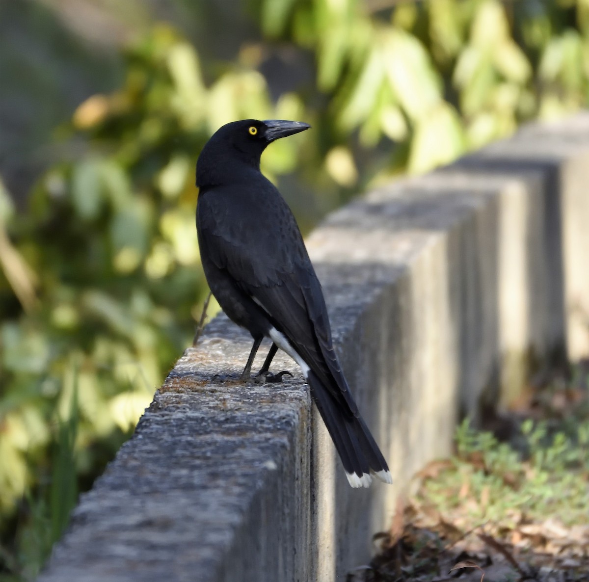 Pied Currawong - Ken Crawley