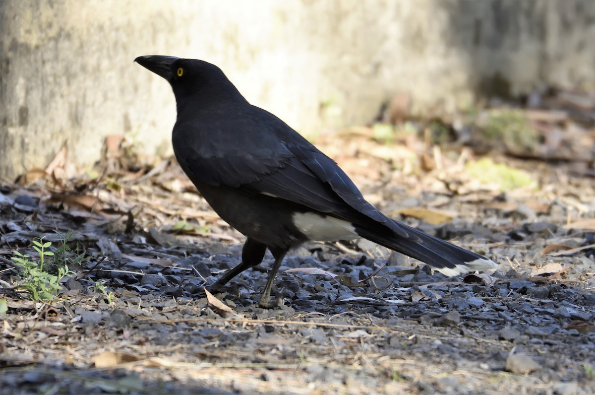 Pied Currawong - ML118112651