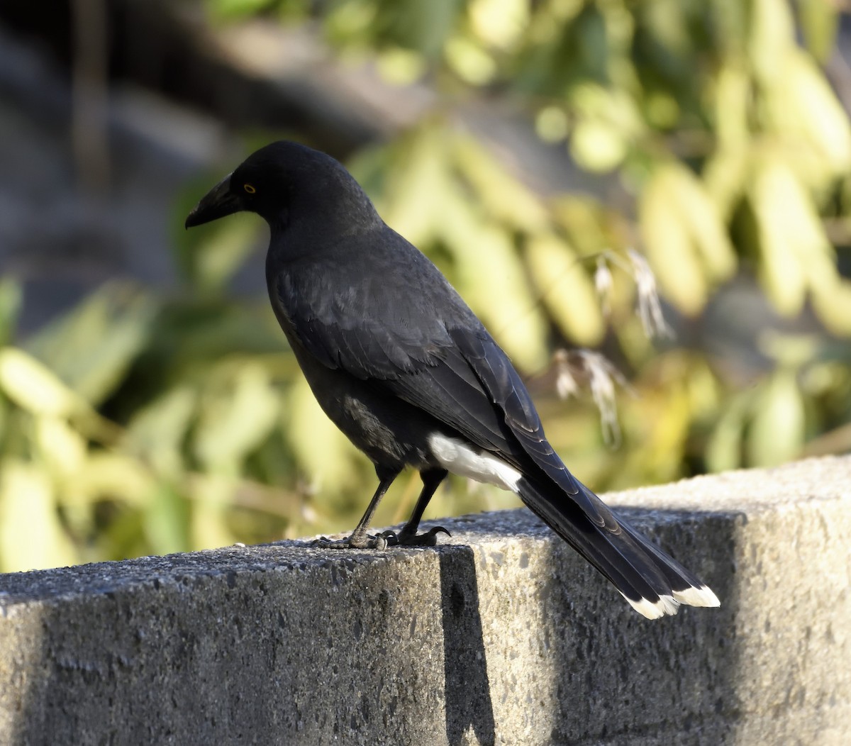 Pied Currawong - ML118112671