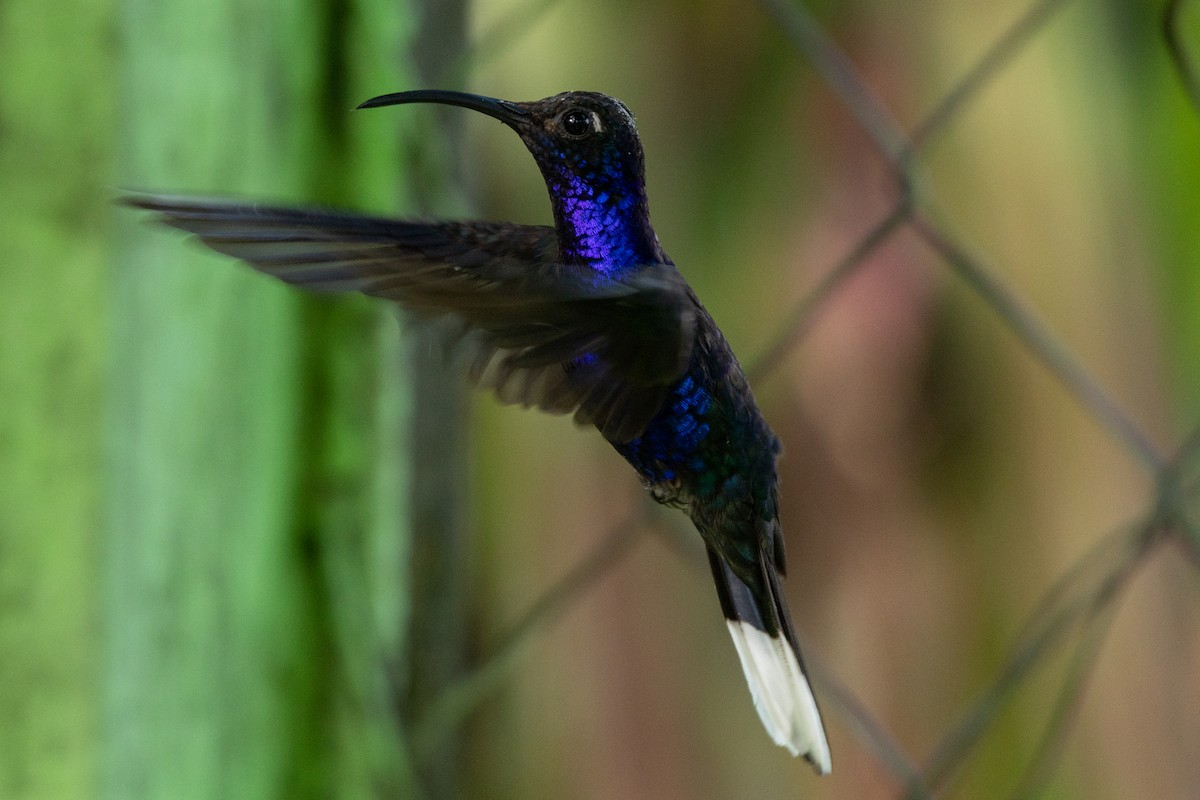 kolibřík fialkový - ML118112691