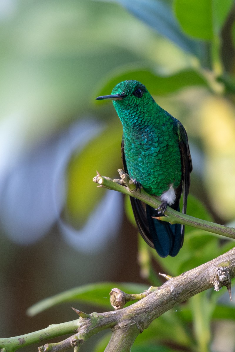 Blue-tailed Hummingbird - ML118113071