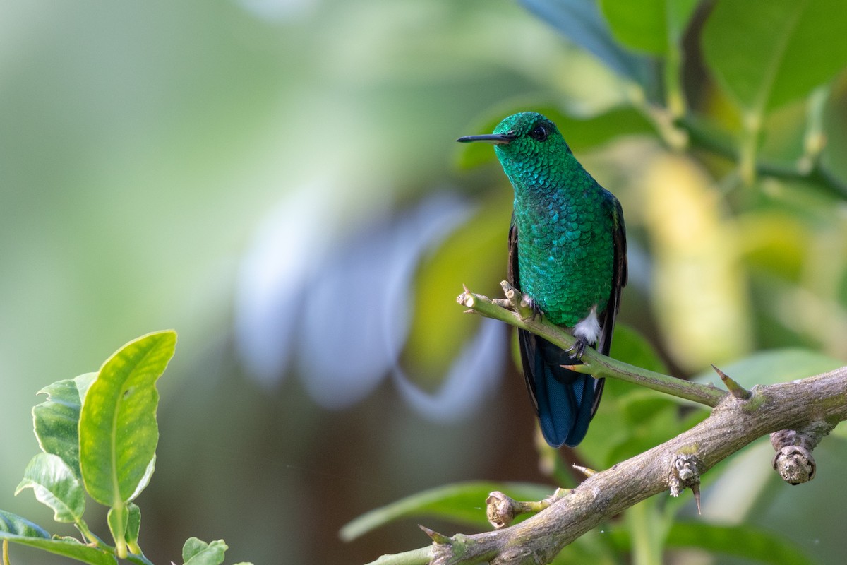 Blue-tailed Hummingbird - ML118113101