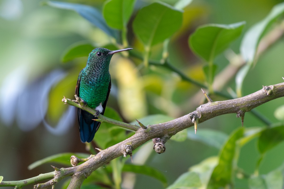 Blue-tailed Hummingbird - Ana Paula Oxom