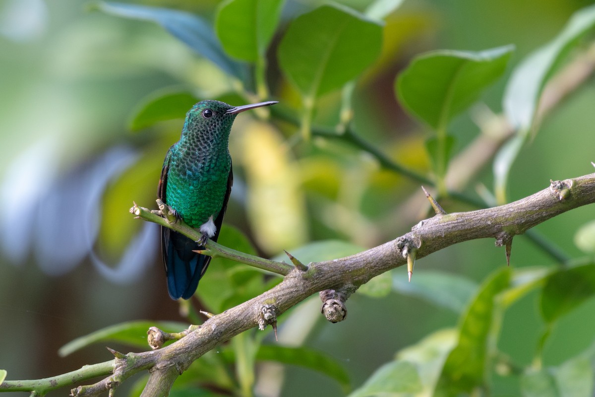 Blue-tailed Hummingbird - ML118113131