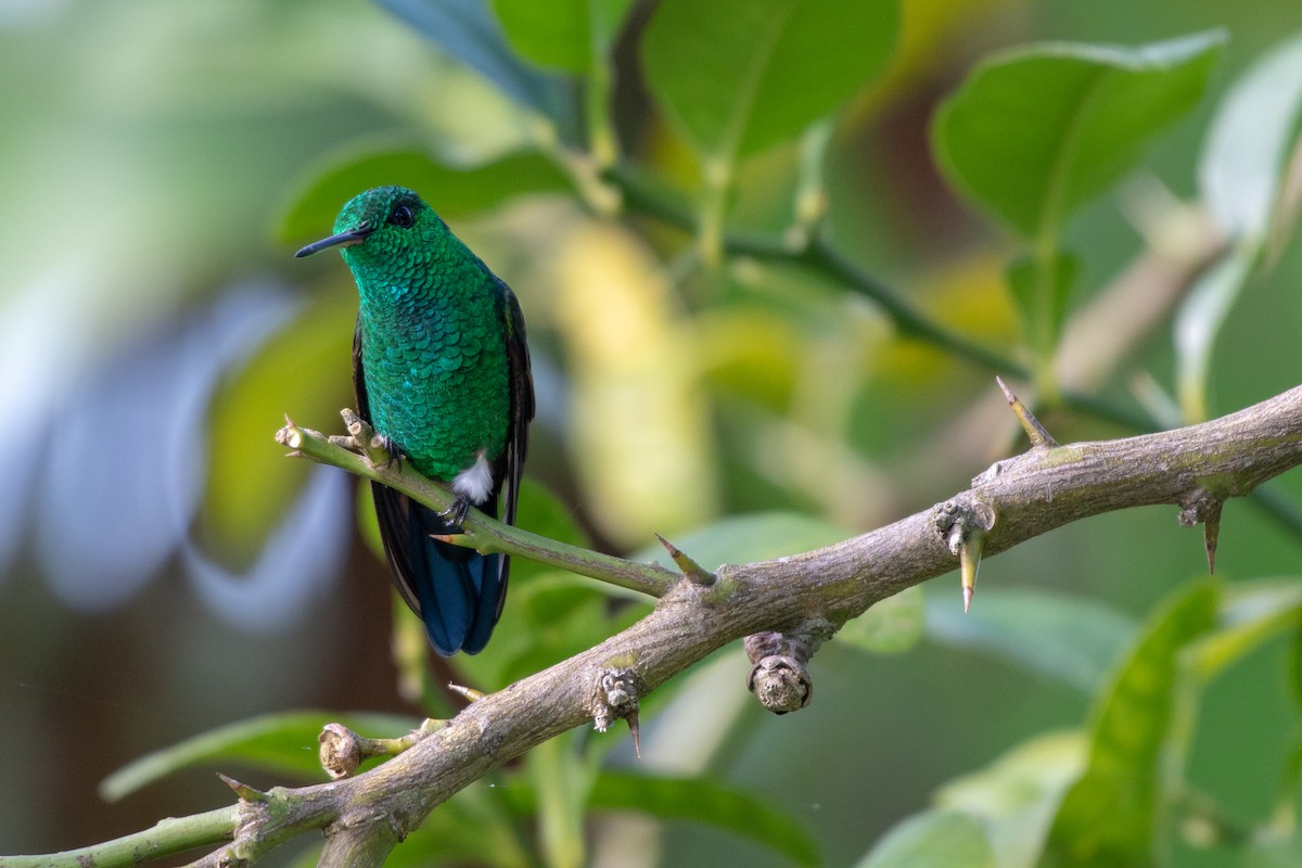 Blue-tailed Hummingbird - ML118113311