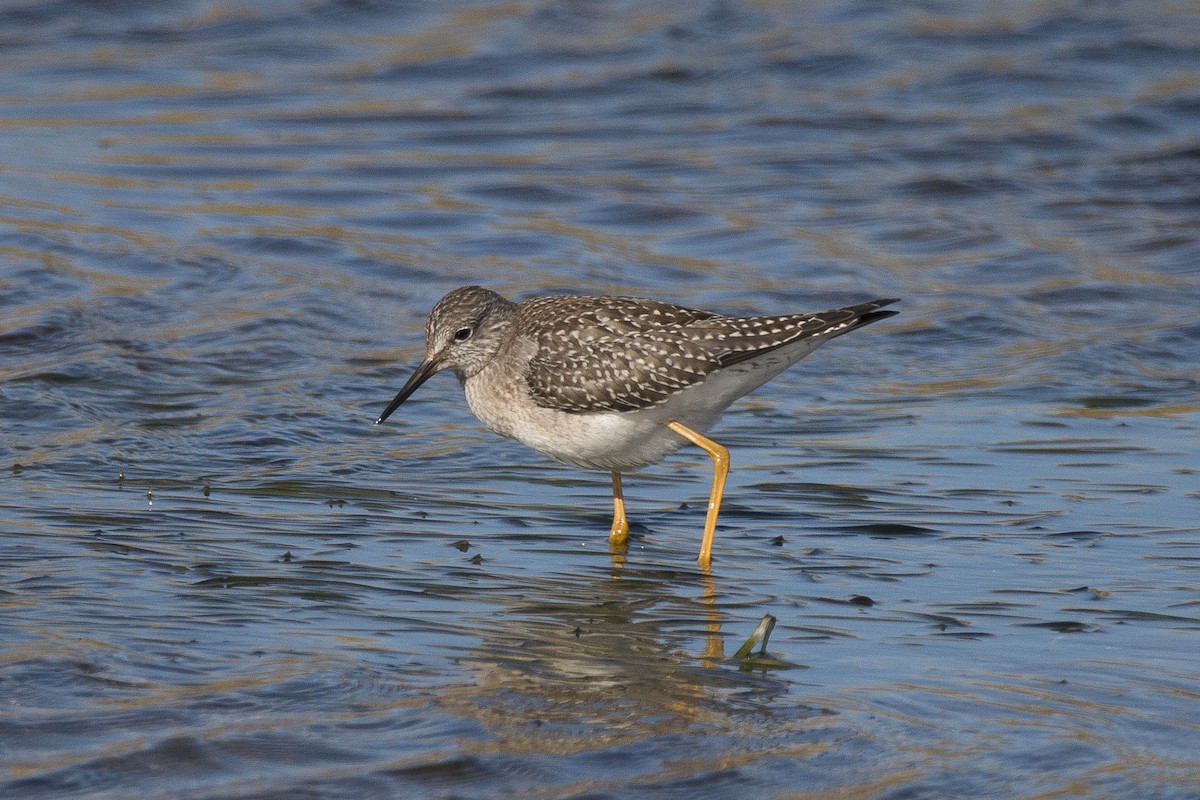 Lesser Yellowlegs - ML118113771