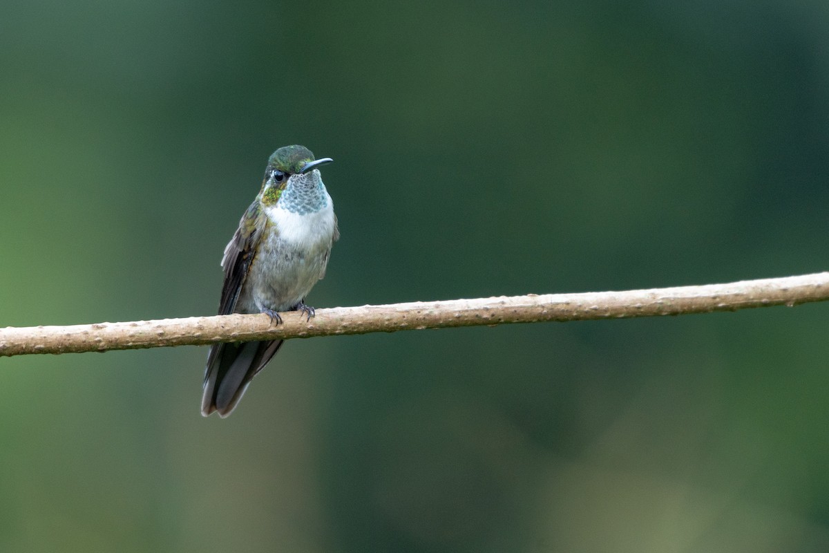 Green-throated Mountain-gem - ML118113881