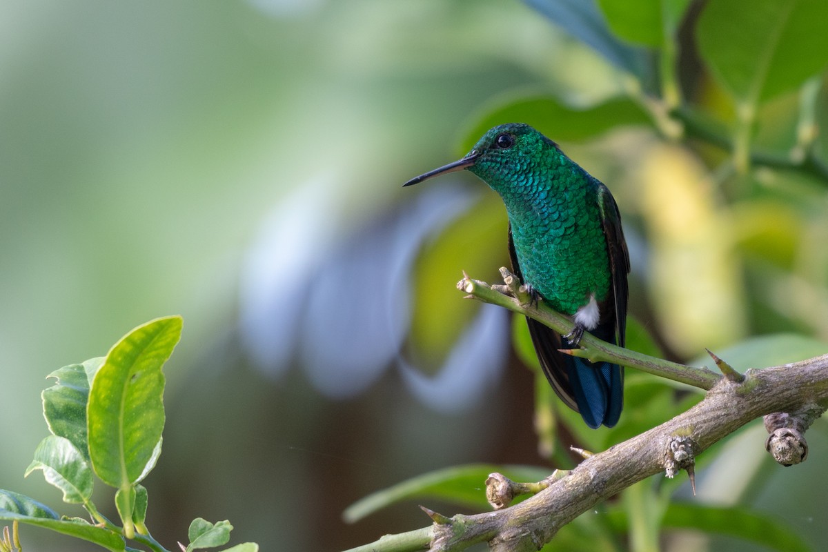 Blue-tailed Hummingbird - ML118114021