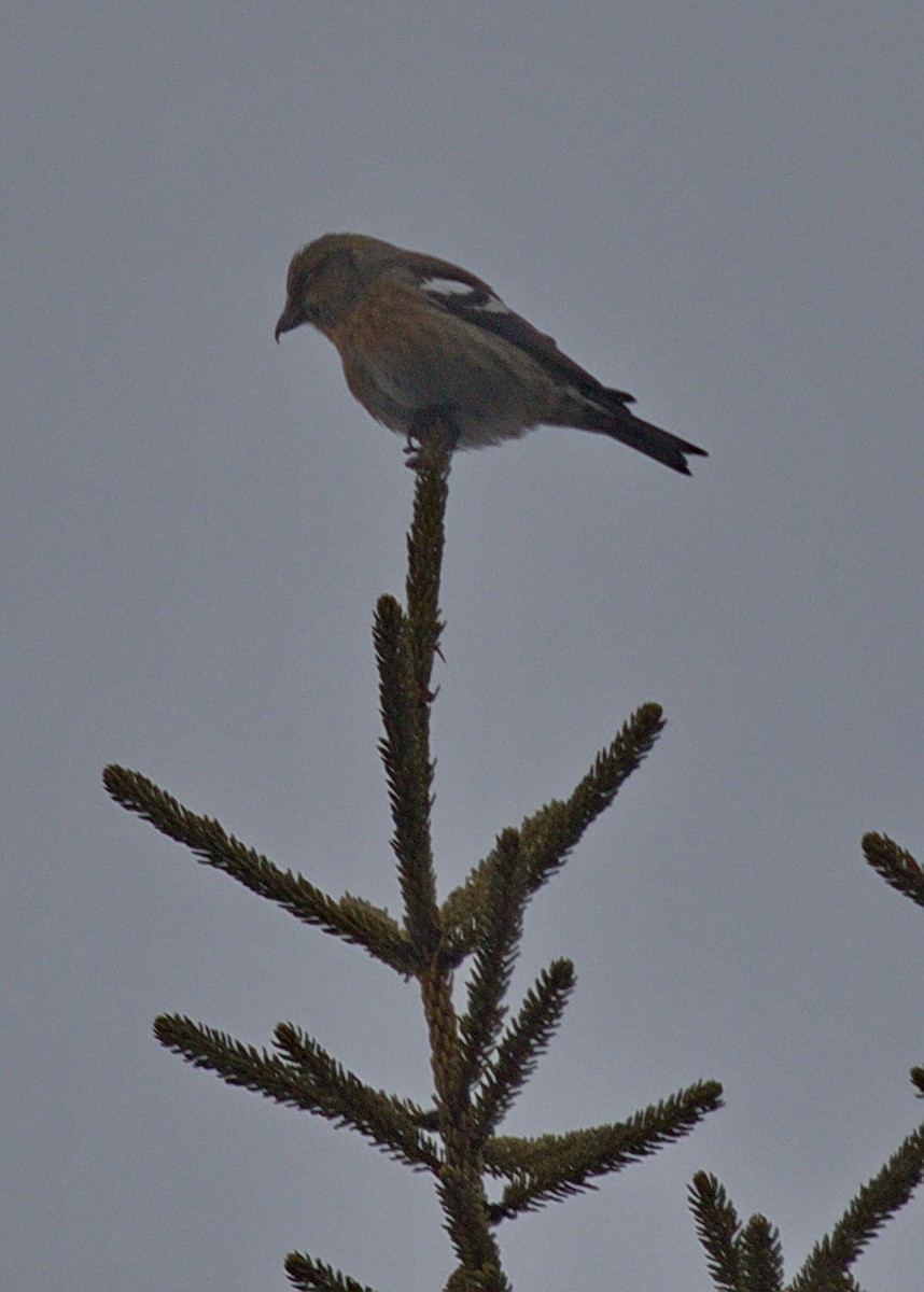 White-winged Crossbill - Gina Sheridan