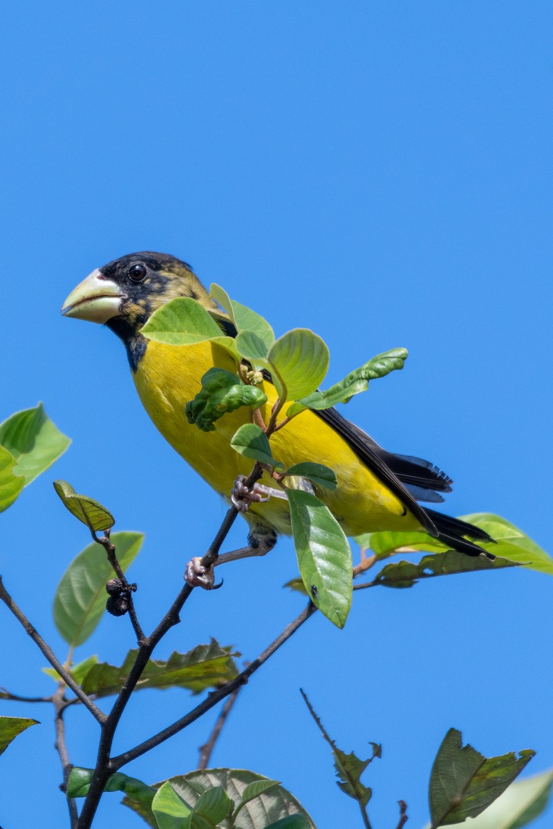 Hooded Grosbeak - ML118114221