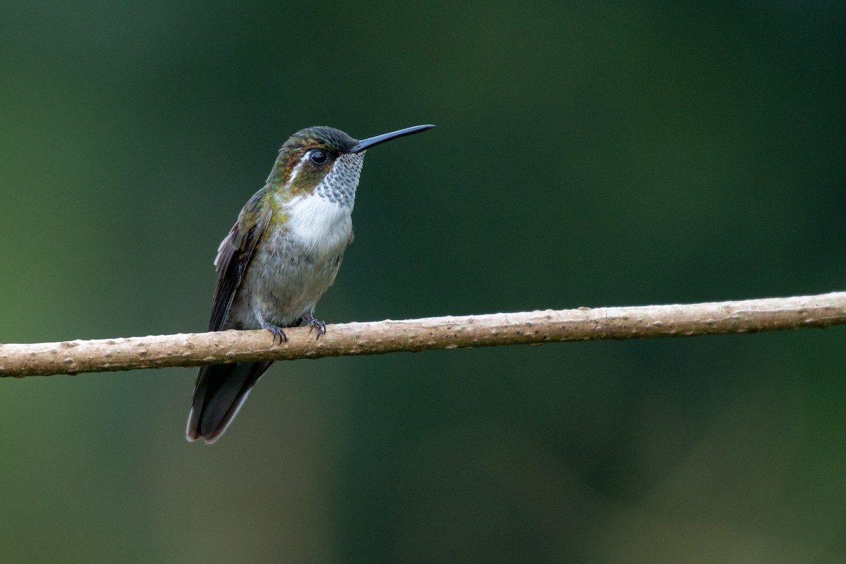 kolibřík salvadorský - ML118114351