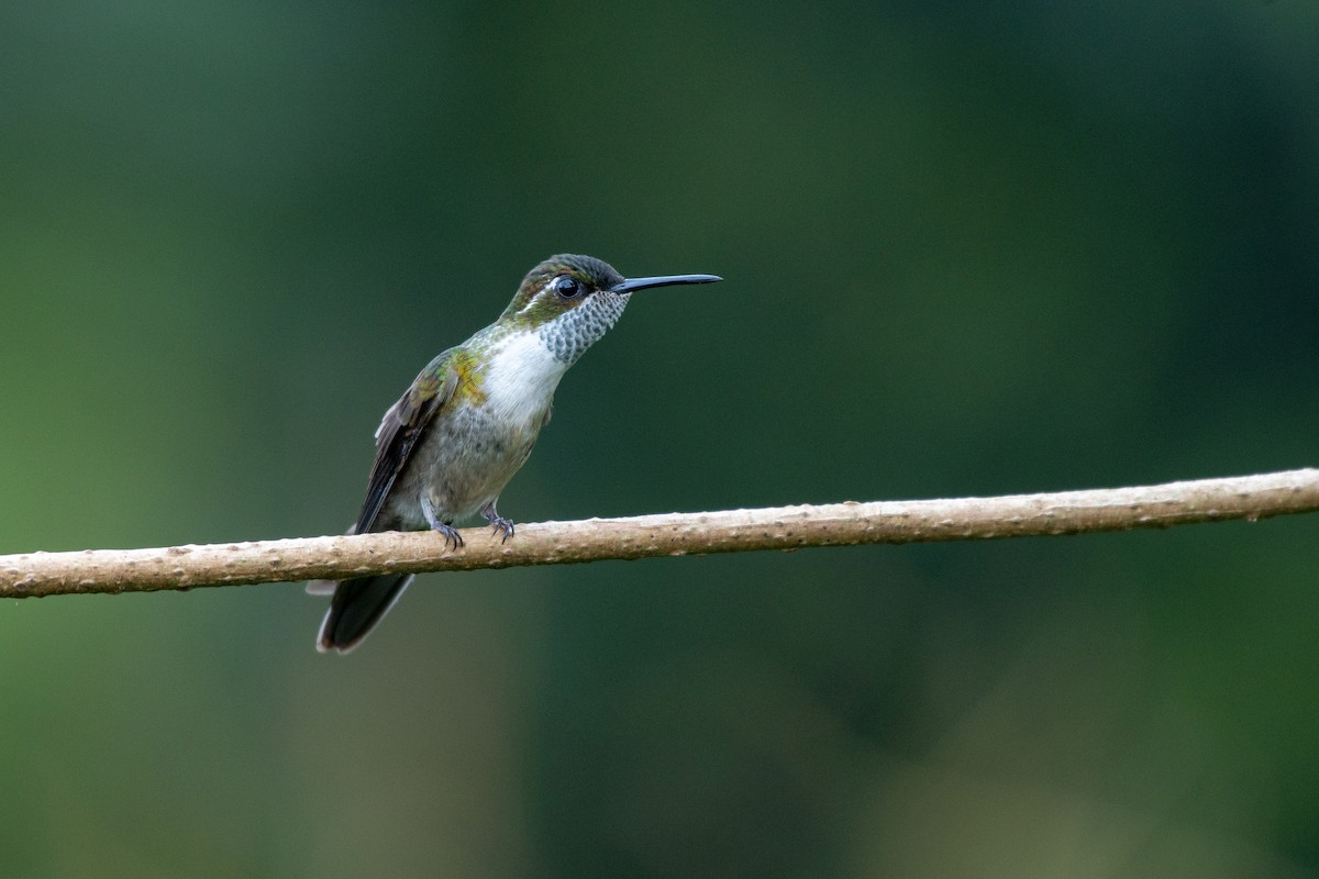 kolibřík salvadorský - ML118114361