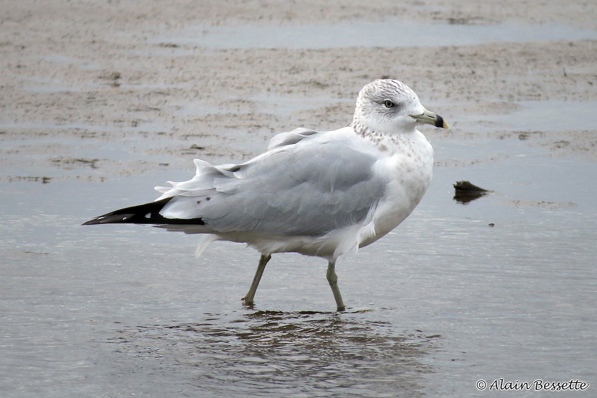 Ring-billed Gull - ML118114421