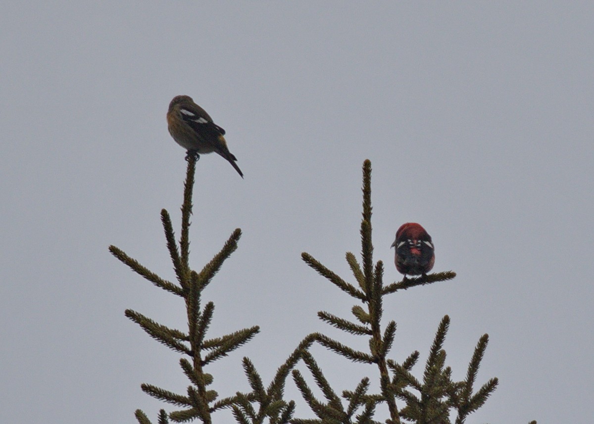 White-winged Crossbill - ML118114611