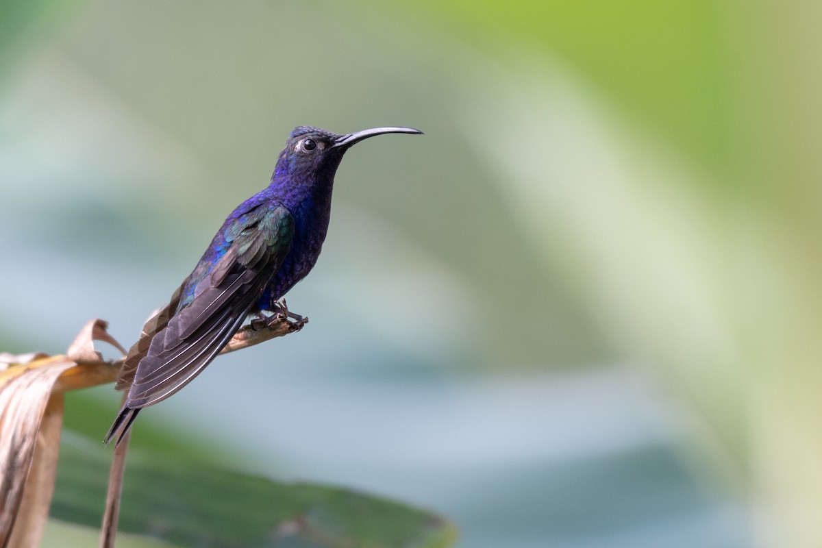 kolibřík fialkový - ML118115221