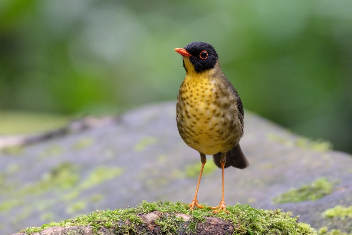 Yellow-throated Nightingale-Thrush - Ana Paula Oxom