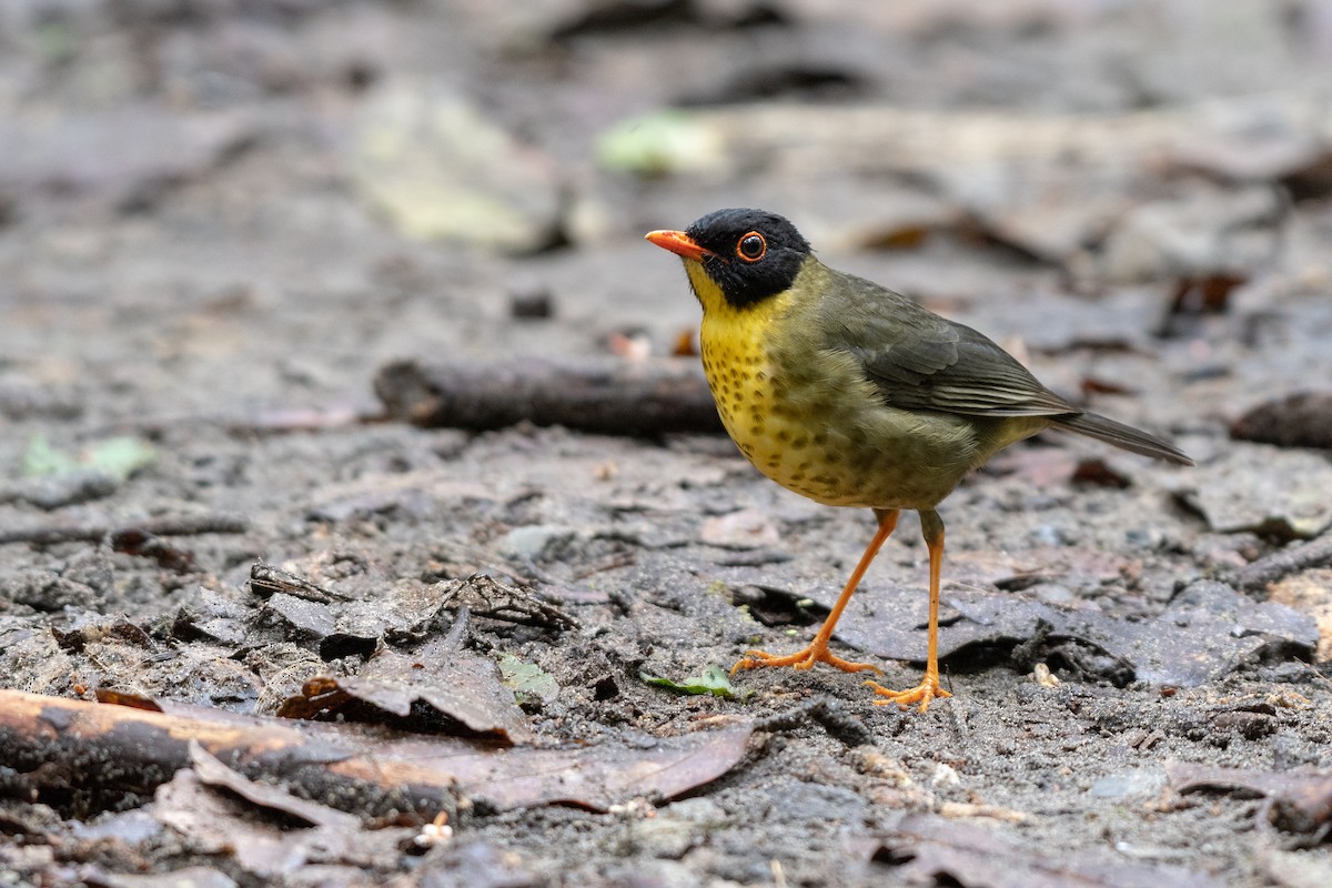 Yellow-throated Nightingale-Thrush - Ana Paula Oxom