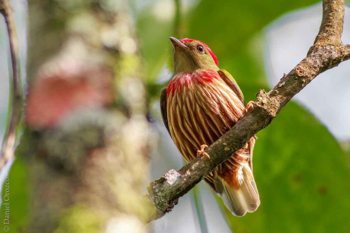 Striolated Manakin - ML118118601