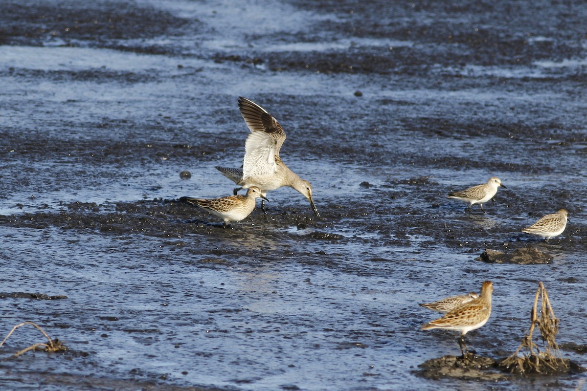 Long-billed Dowitcher - ML118118911