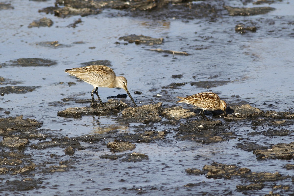 Long-billed Dowitcher - ML118118921