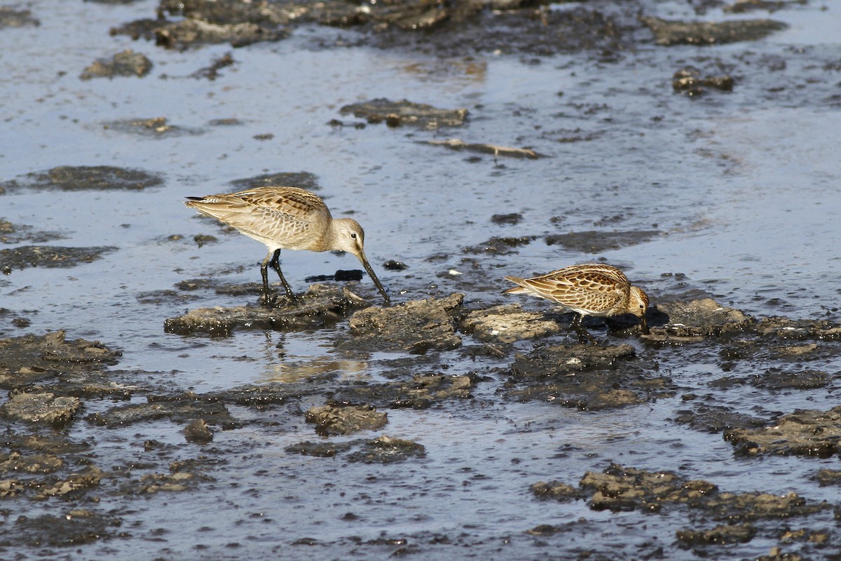 langnebbekkasinsnipe - ML118118921