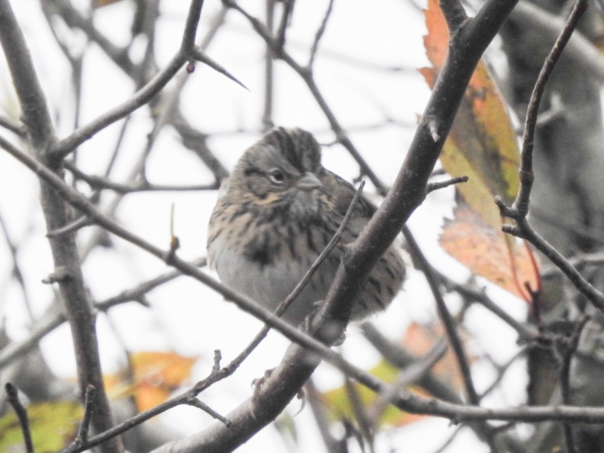 Lincoln's Sparrow - ML118118991