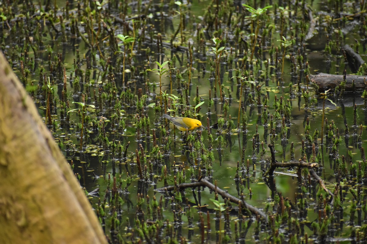 Prothonotary Warbler - ML118119511