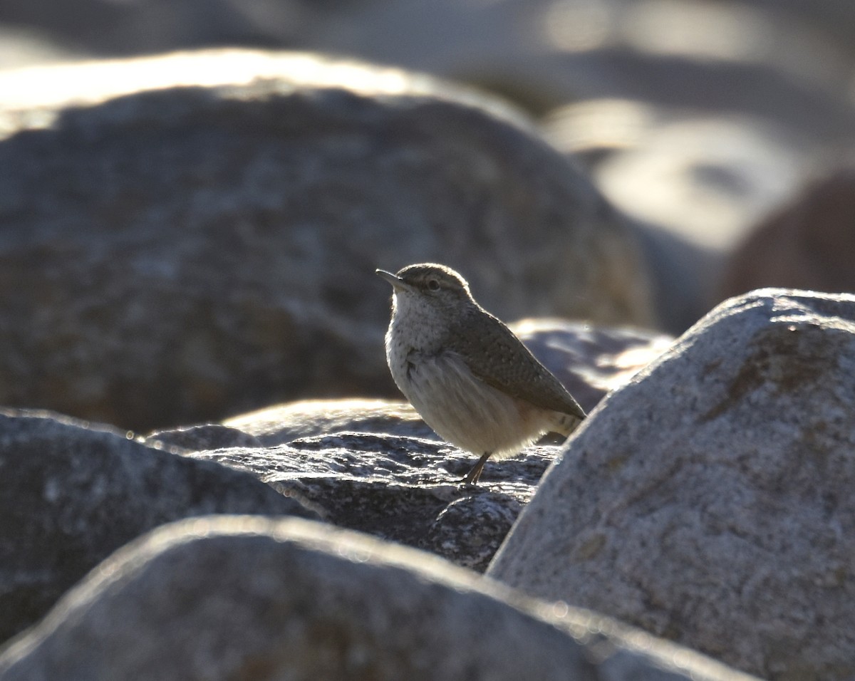 Rock Wren - ML118119601