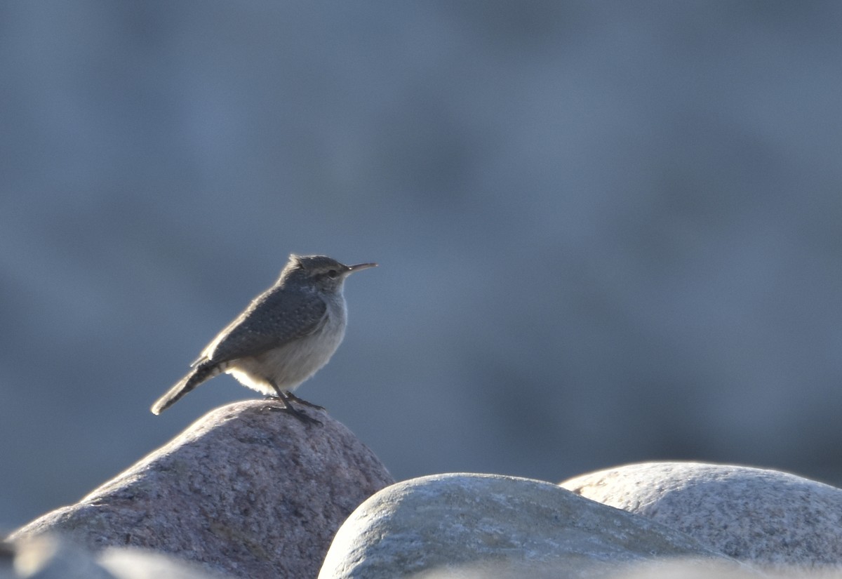 Rock Wren - ML118119611