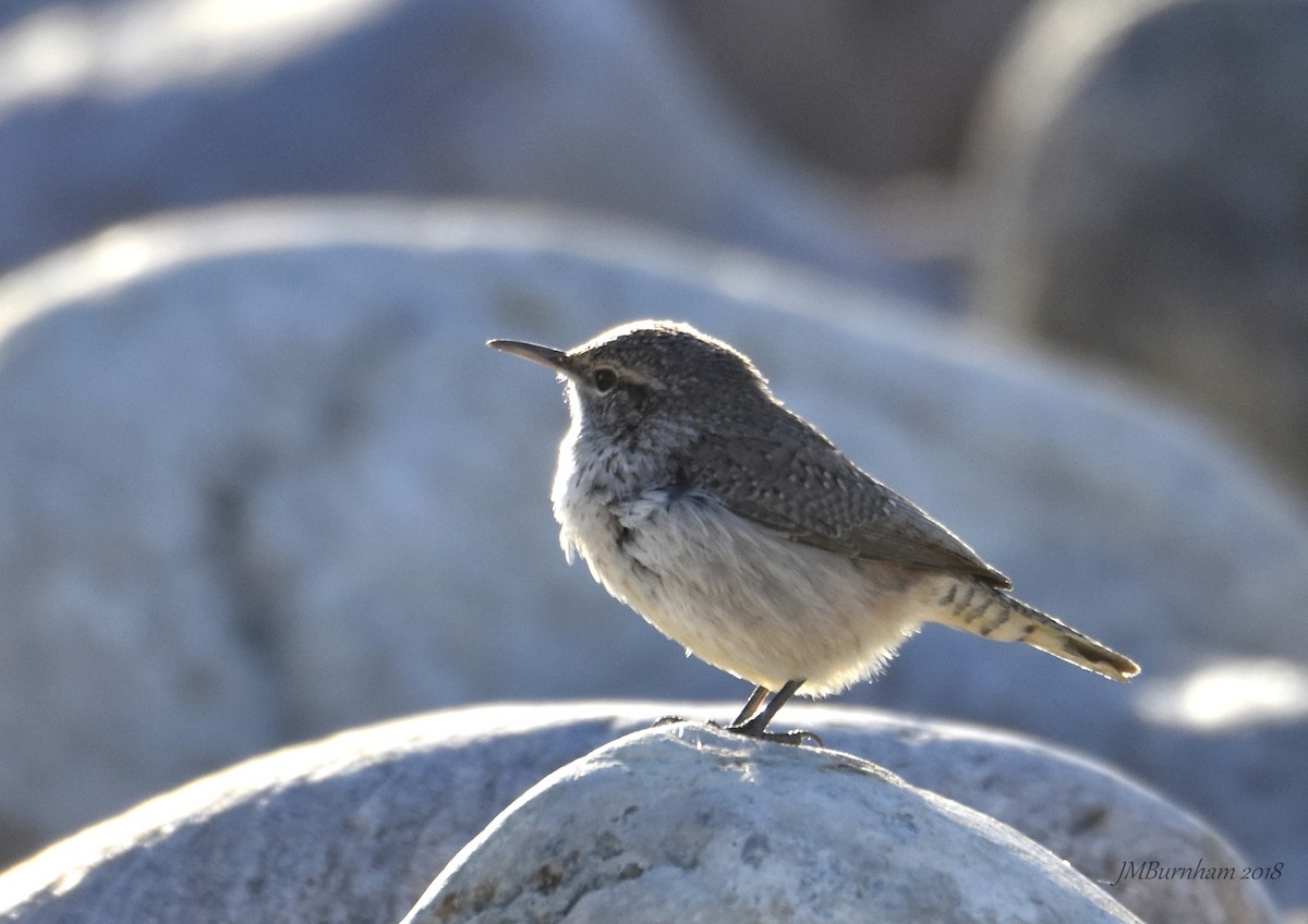 Rock Wren - ML118119721