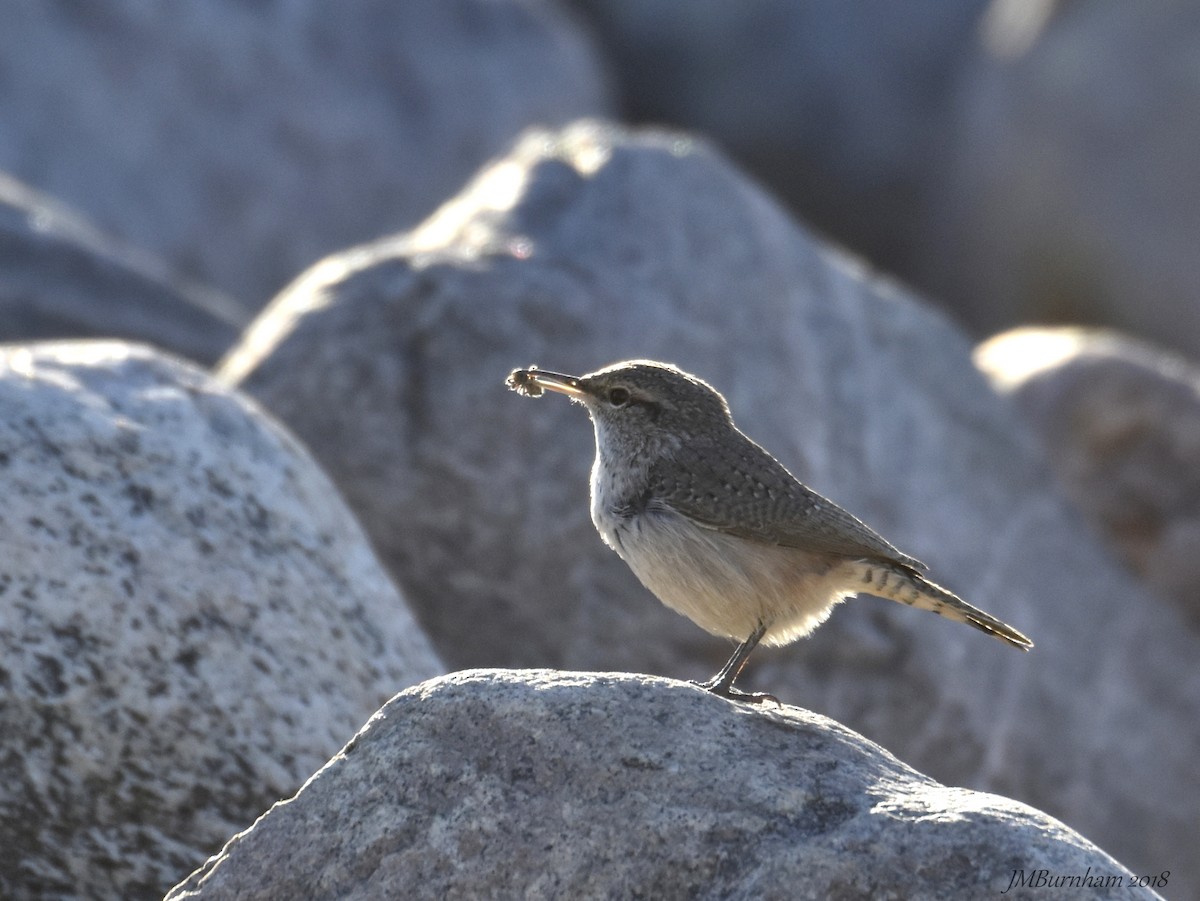 Rock Wren - ML118119821