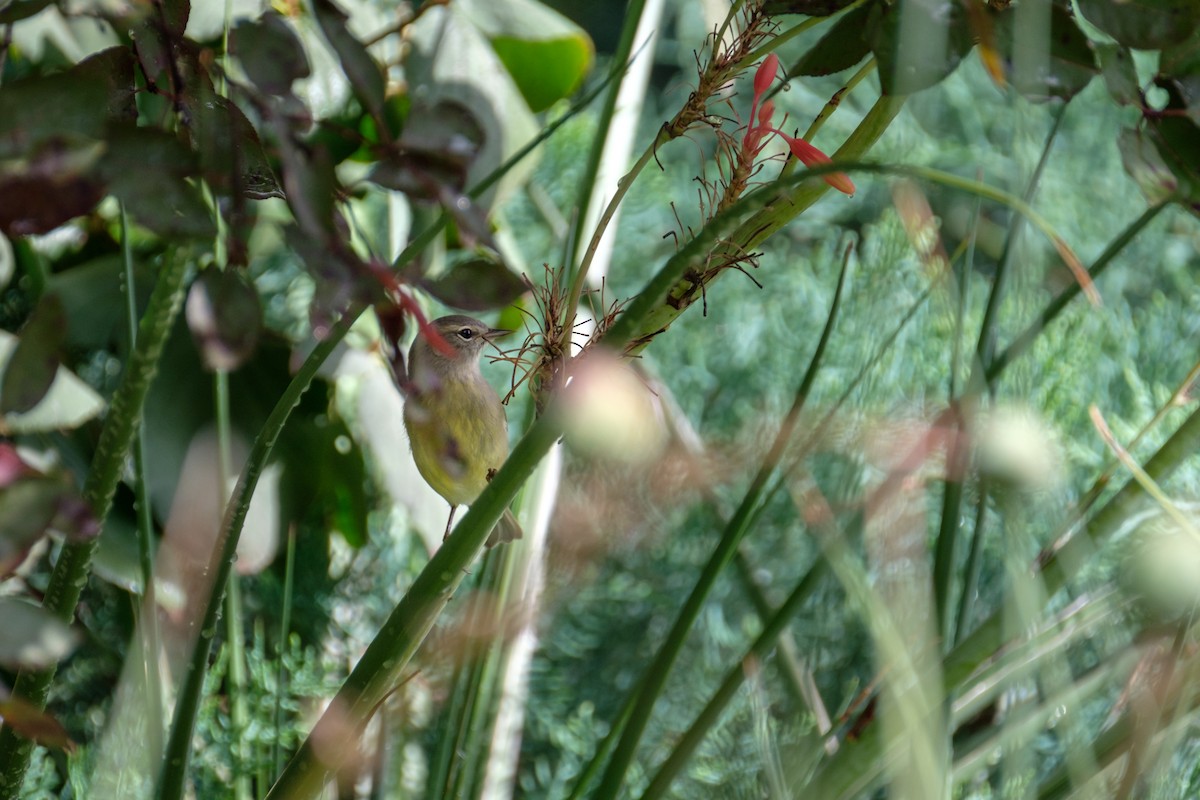Orange-crowned Warbler - Russell Goodin