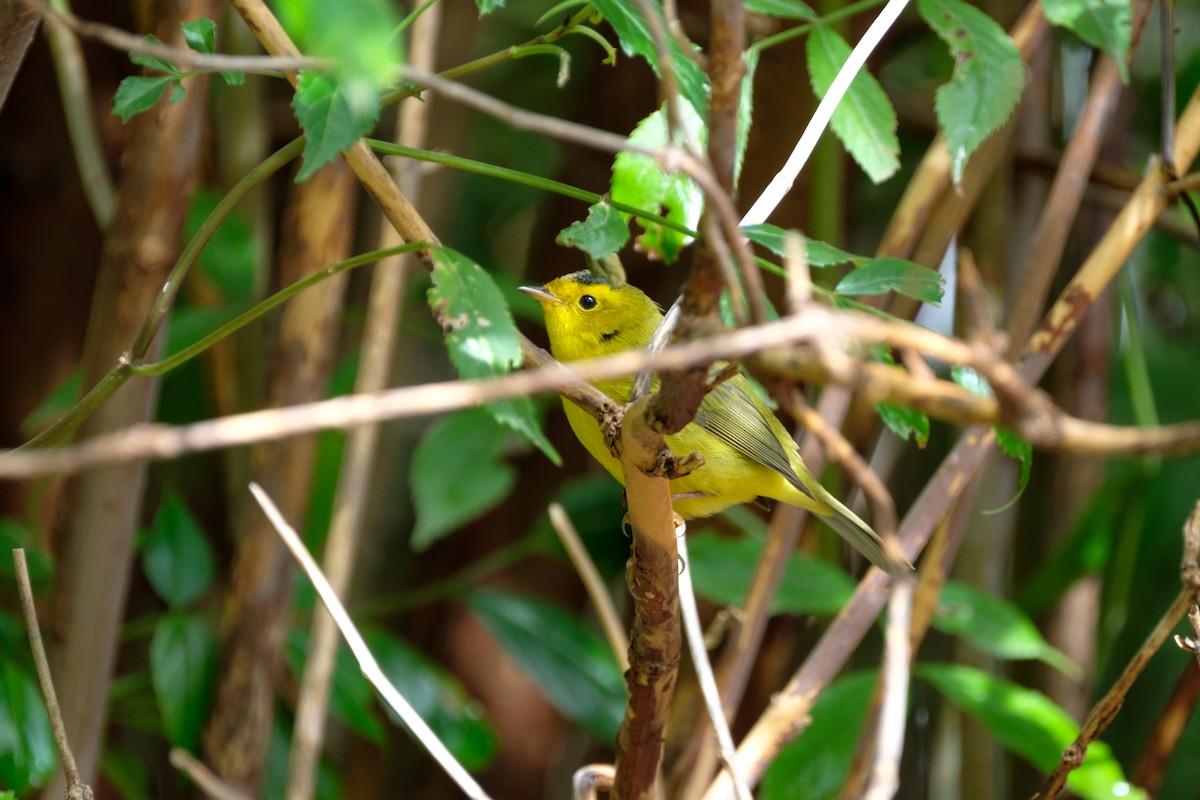 Wilson's Warbler - Russell Goodin