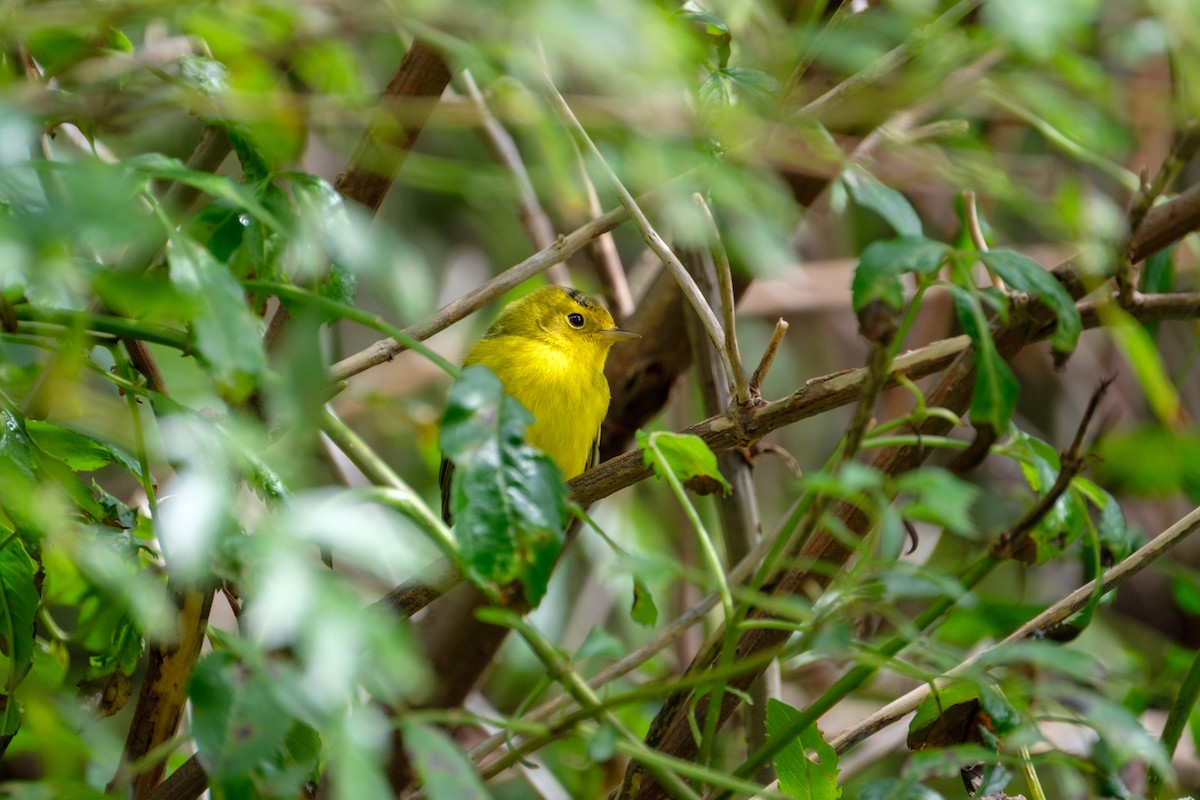 Wilson's Warbler - ML118120171