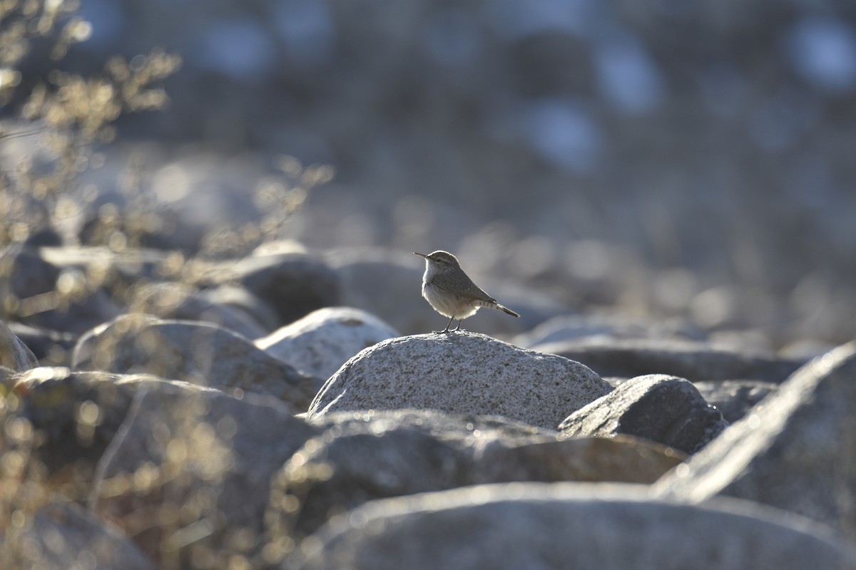 Rock Wren - ML118120221