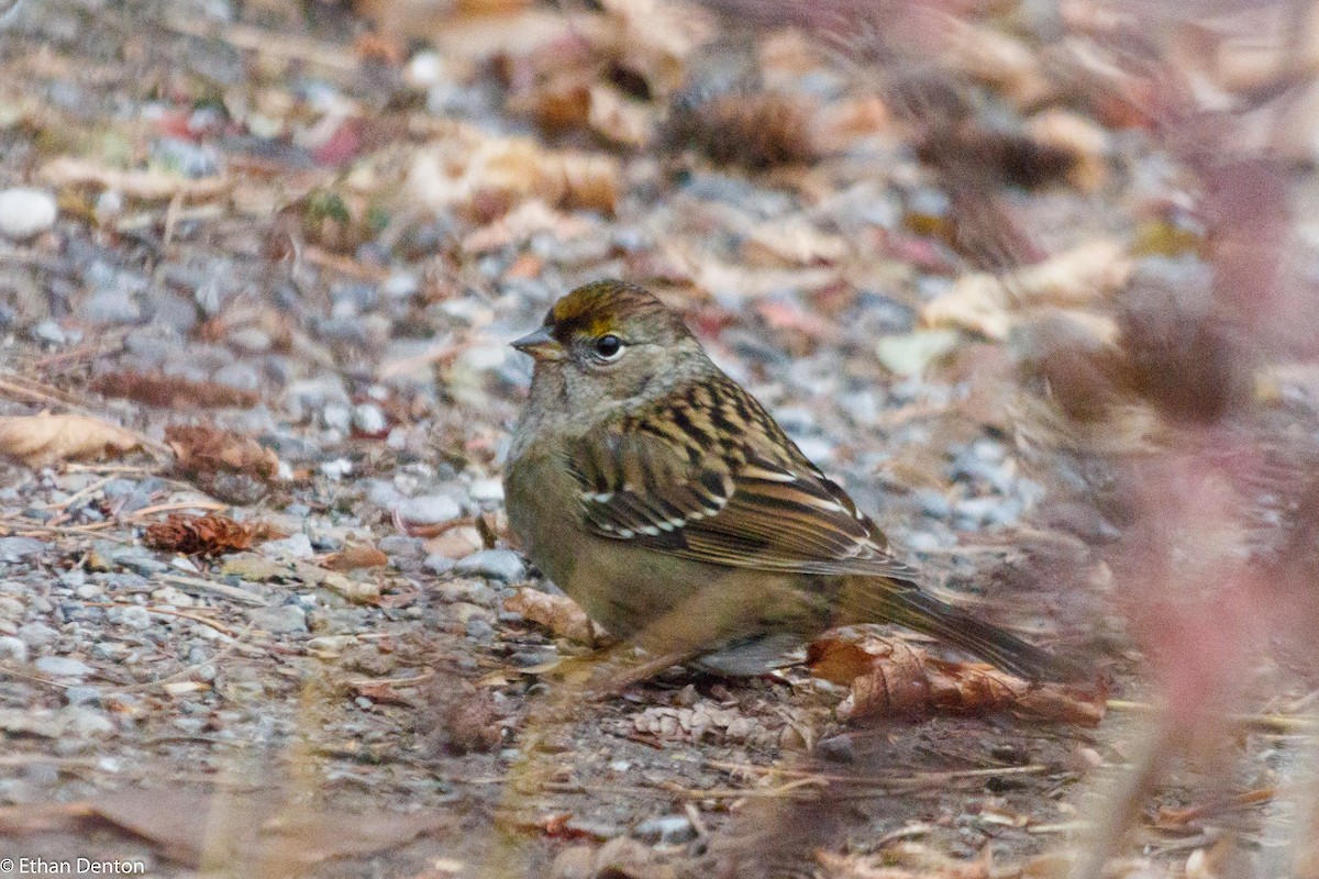 Golden-crowned Sparrow - Ethan Denton