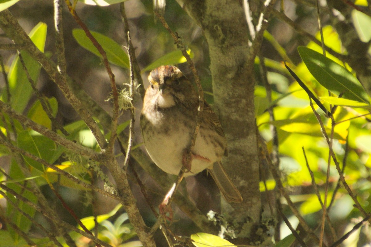 White-throated Sparrow - Nico Stuurman