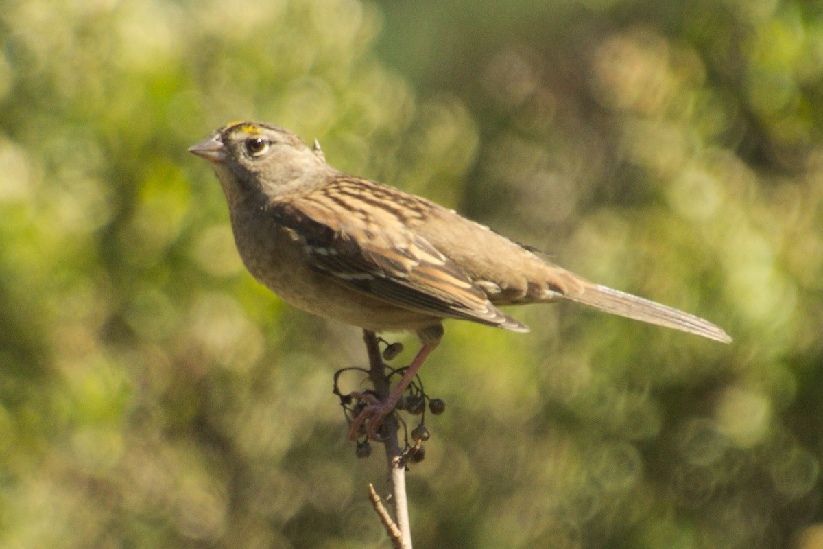 Bruant à couronne dorée - ML118122901