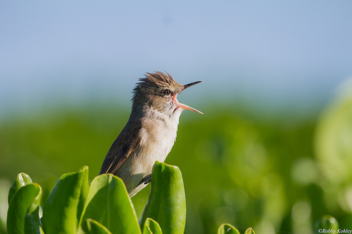 Millerbird - ML118125201