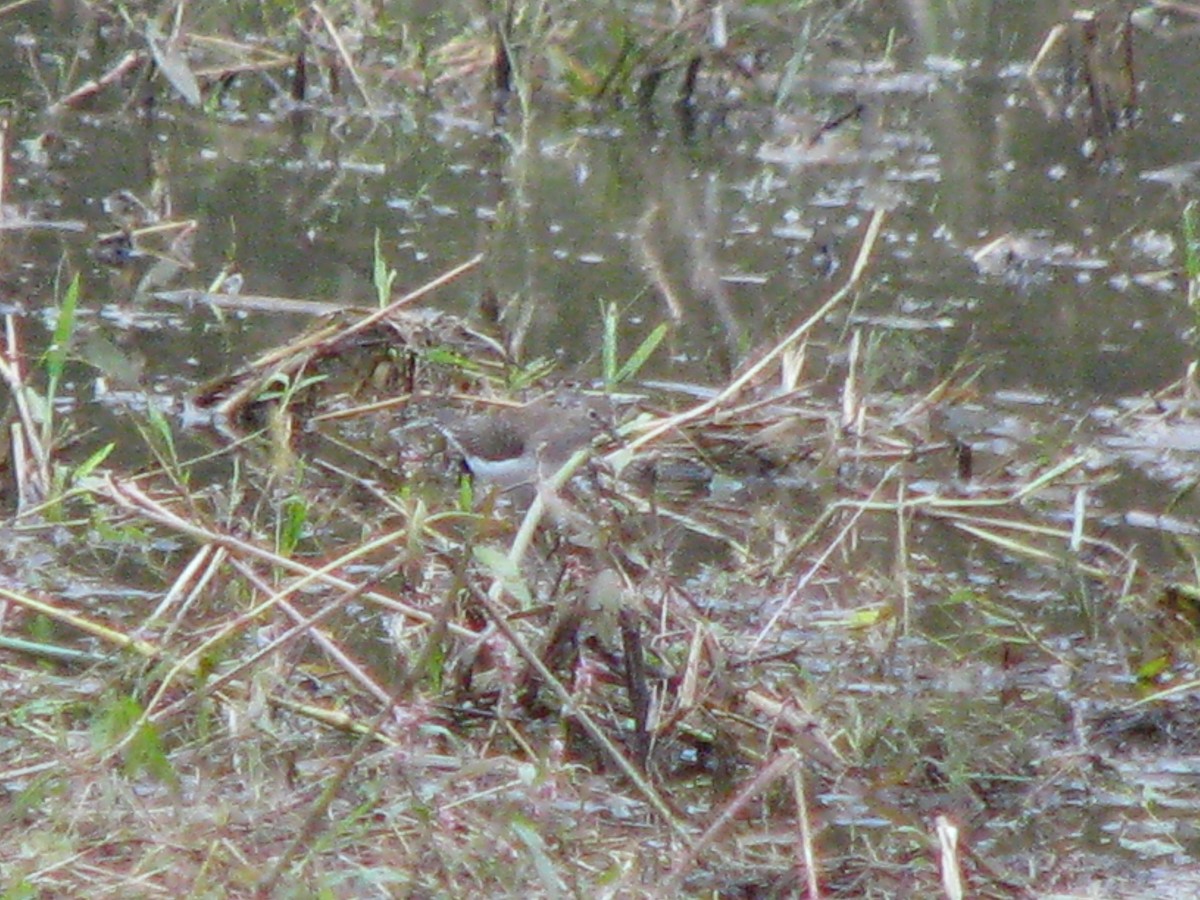 Solitary Sandpiper - ML118125841