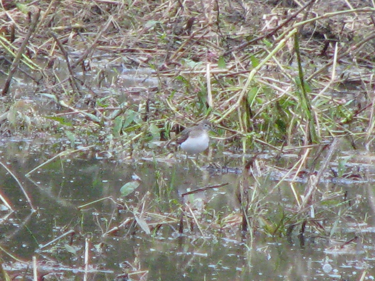 Solitary Sandpiper - ML118125931