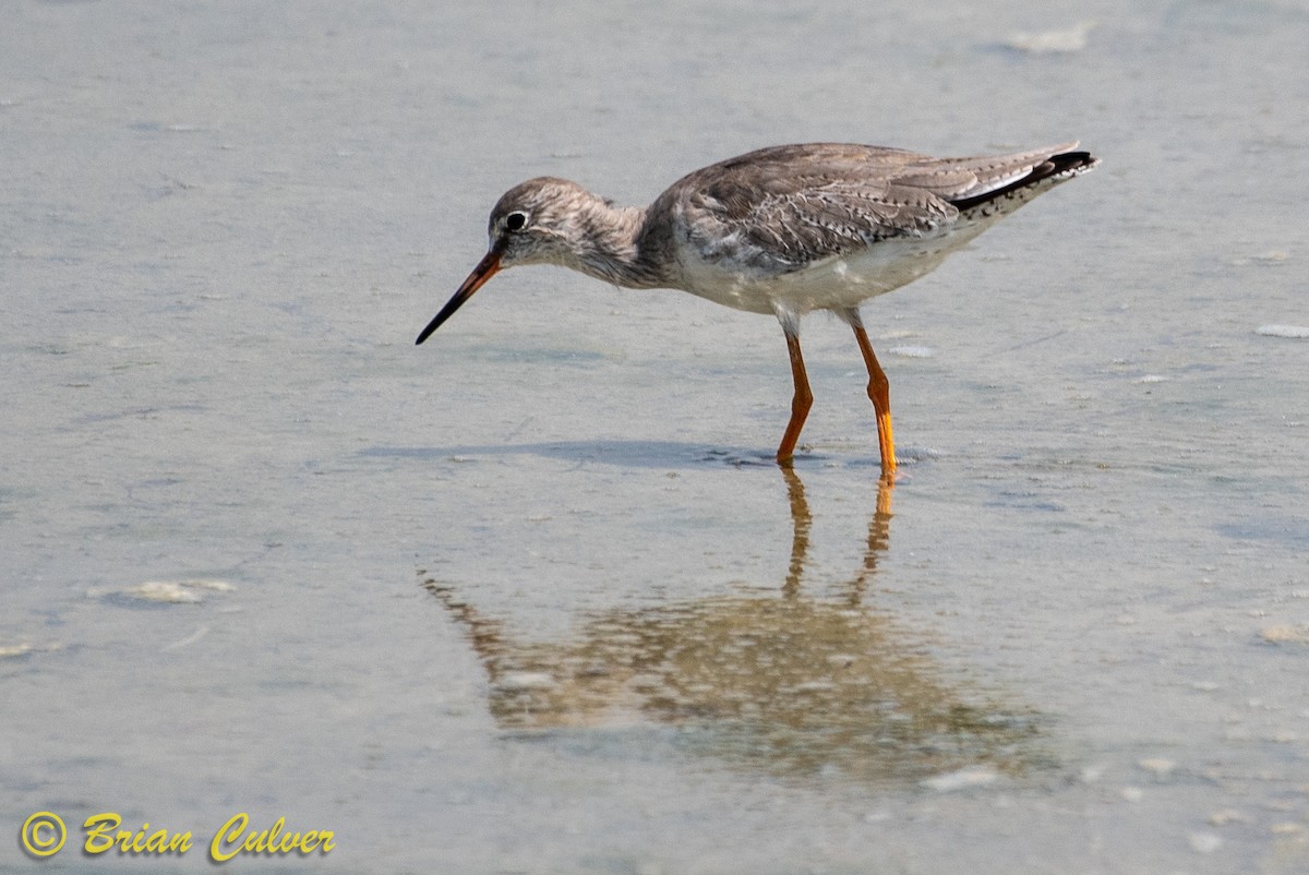 Common Redshank - ML118126681