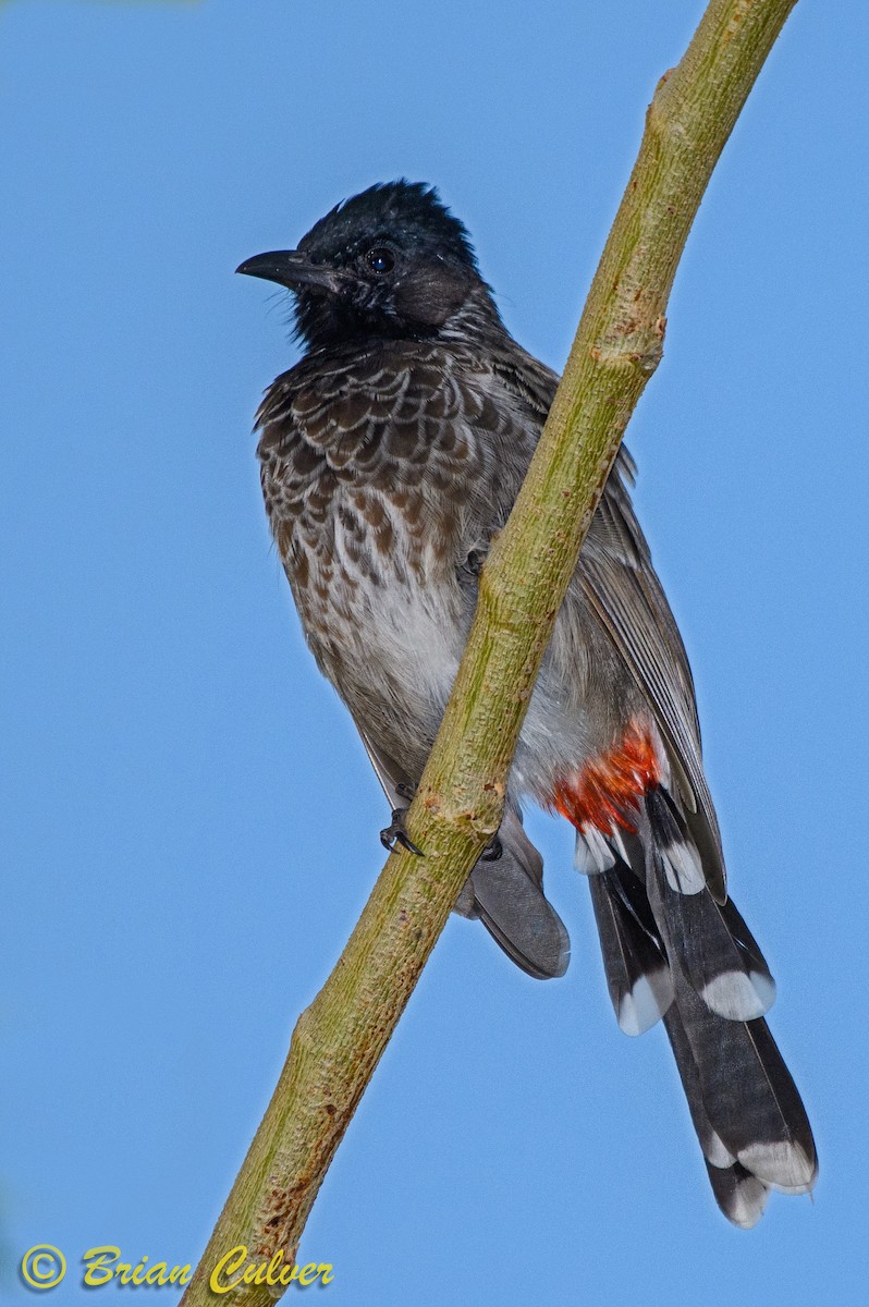 Red-vented Bulbul - ML118126811