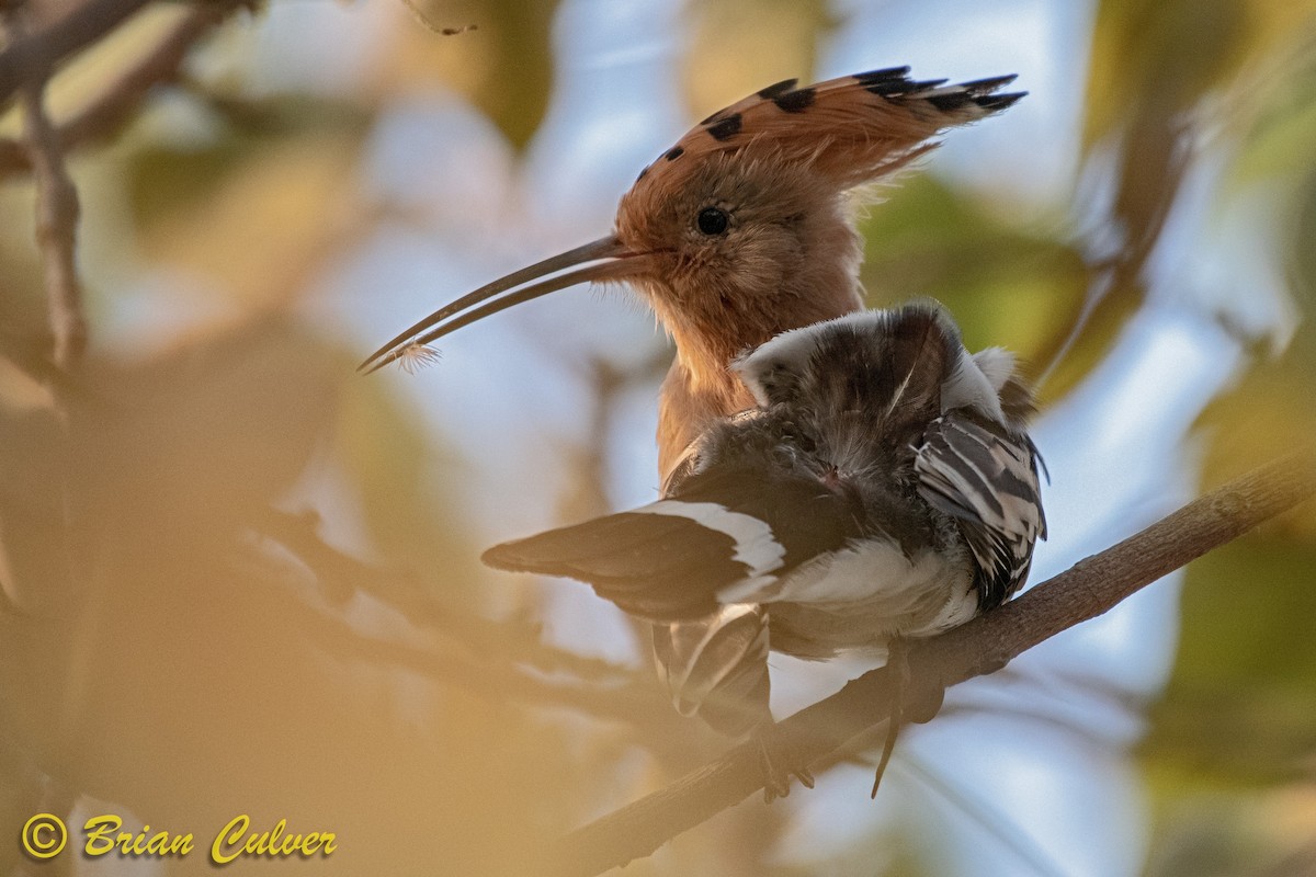 Eurasian Hoopoe - ML118127861