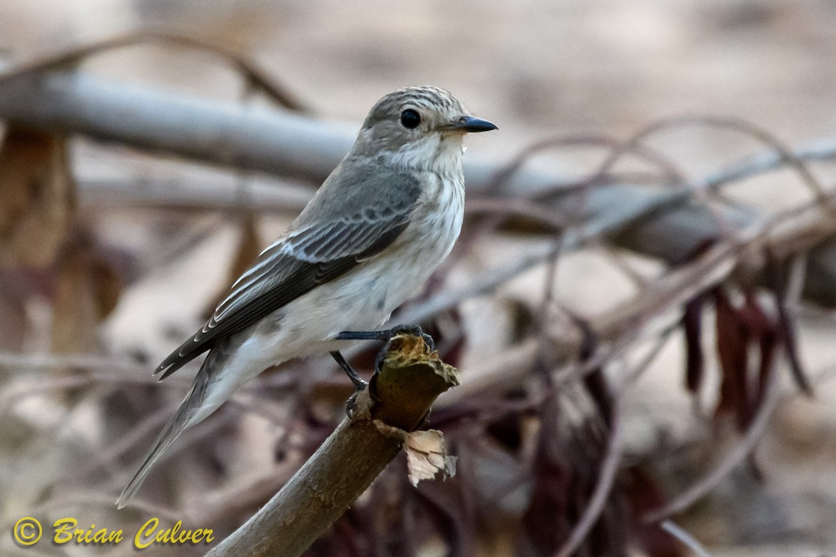 Spotted Flycatcher - ML118128461