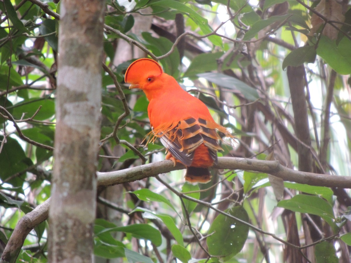 Coq-de-roche orange - ML118129811