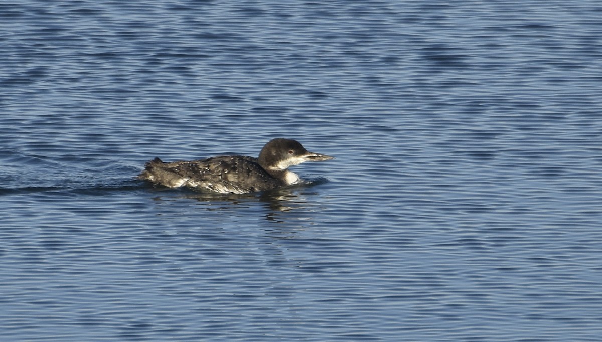 Common Loon - Jeanne Burnham